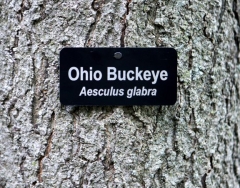 4x2 Tree Tag